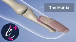 ماتریکس ناخن چیست؟